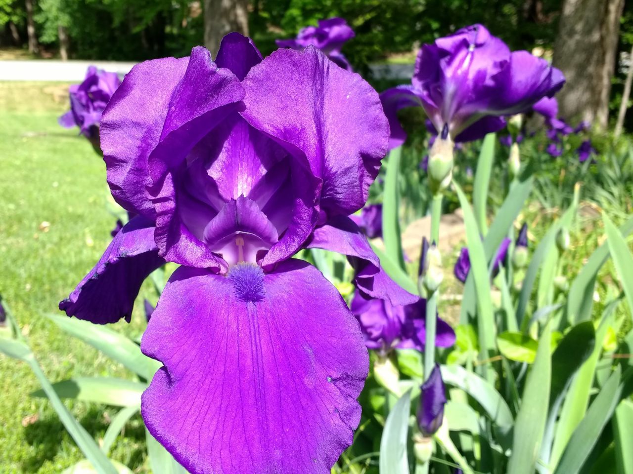 Dark Purlple Iris