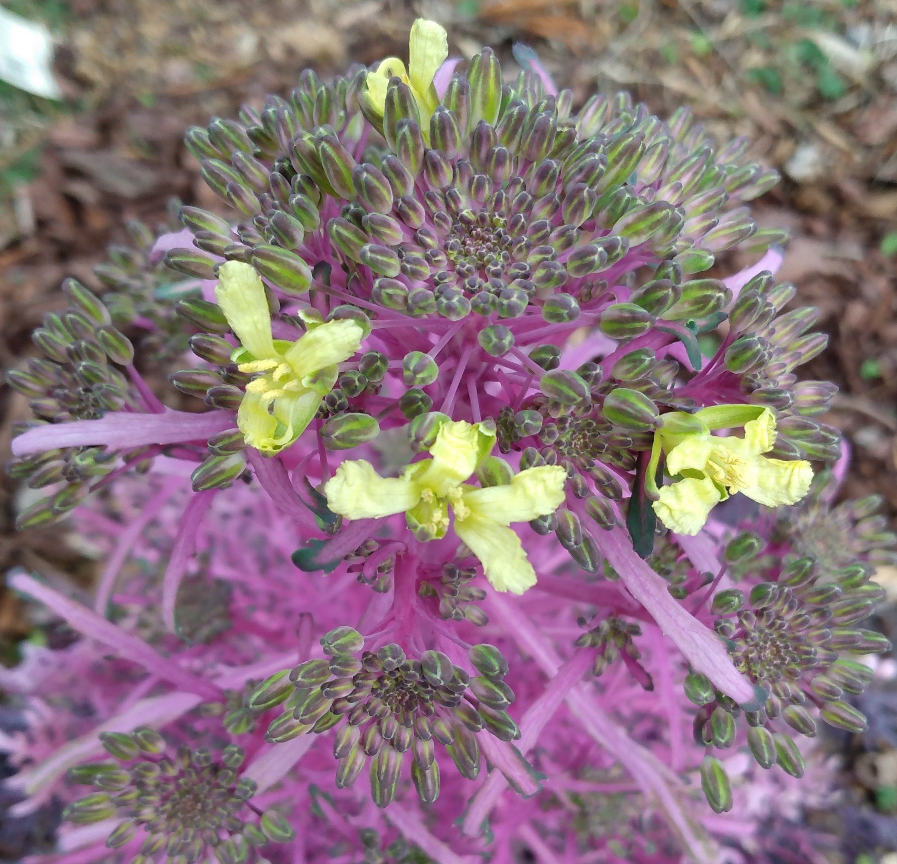Flowering Kale