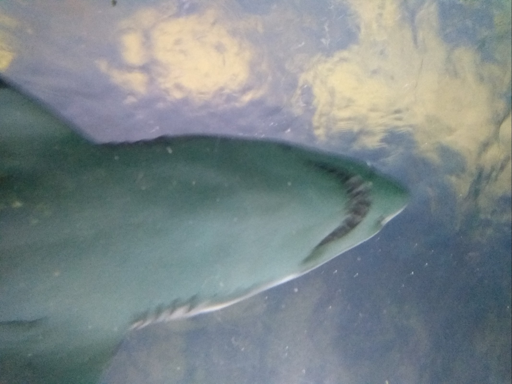 Shark swimming overhead at the Knoxville Ripley's Aquarium