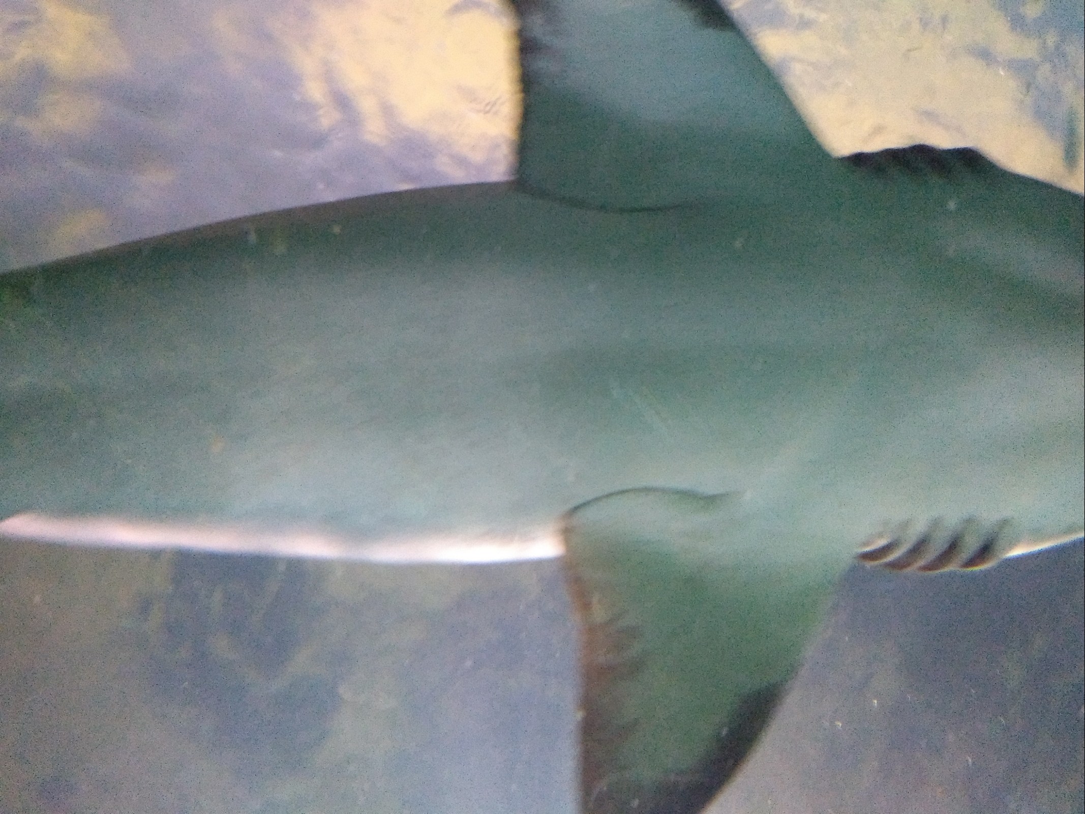 Shark moving