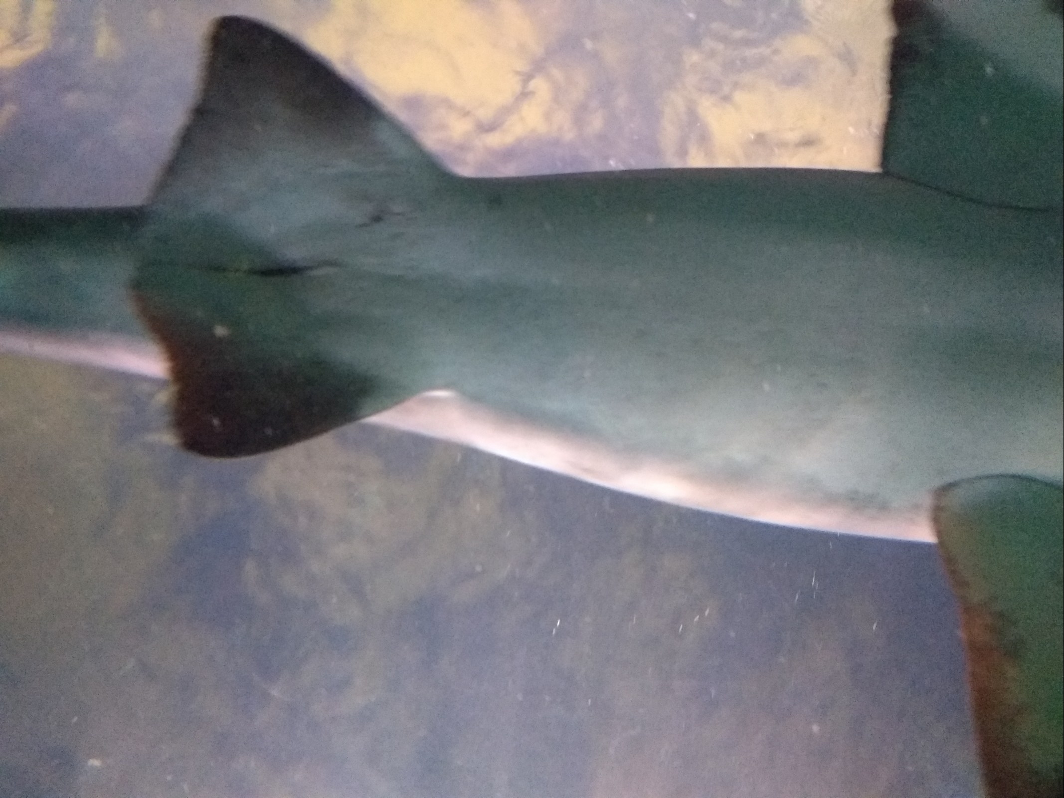 Shark moving