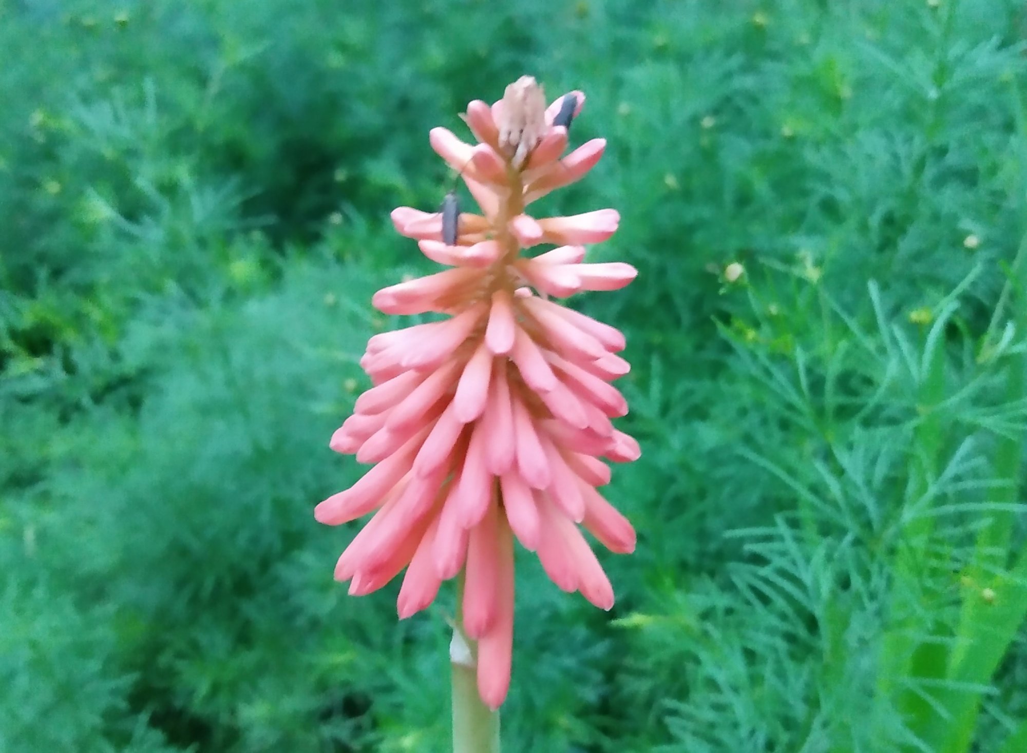 Torch Lily